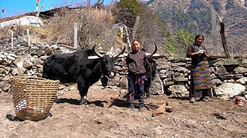 Cuộc sống làng quê Tây Tạng trên dãy Himalaya. Cuộc sống ở vùng núi