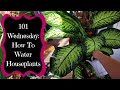 How To Water Your Houseplants - 101 Wednesday's