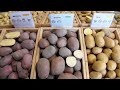 Potato Variety Days Plantera