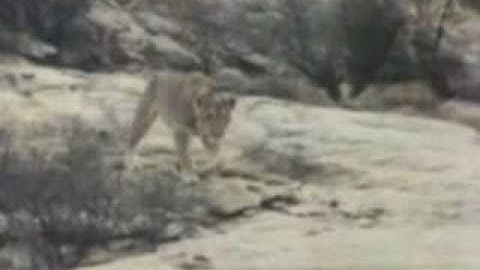 Christian the Lion [from www.metacafe.com].flv