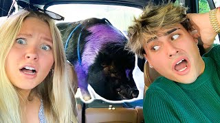 SURPRISING MY GIRLFRIEND WITH A PURPLE PIG!