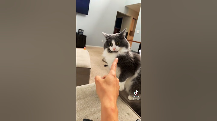 When your cat doesn't respect you 😹 #shorts #cats #funny