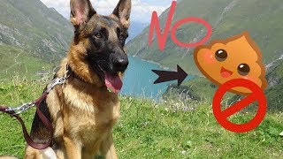 Бумажные пакеты для уборки за собакой Бумажные пакеты для уборки за собакой