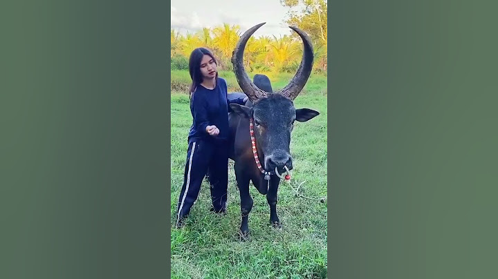 โดโด้นักเลงล่าทรัพย์🐂💚 #วัวชน #ชุมพร