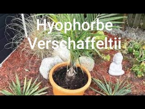 Video: Spindle Palm Houseplant: Matuto Tungkol sa Indoor Care Para sa Spindle Palms