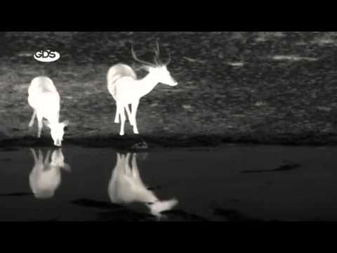 GD პედია - 7 ნოემბრის პრომო