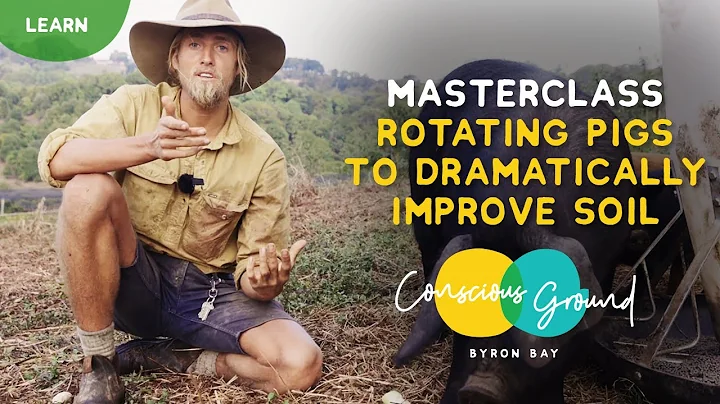 How to improve/regenerate overgrazed pastures with pigs.