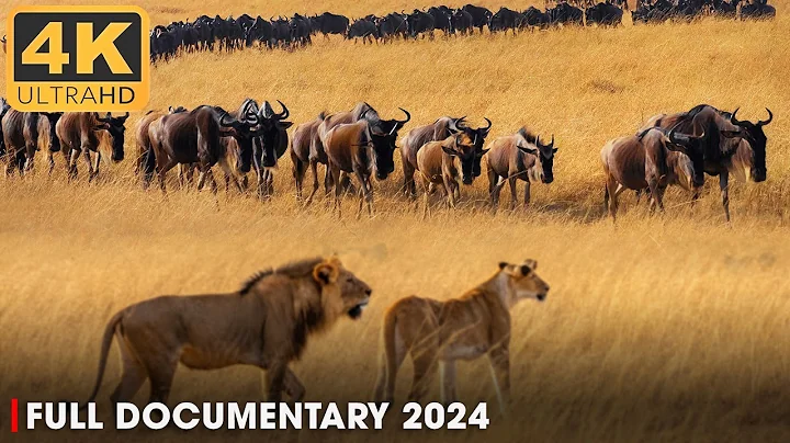 WILD SERENGETI | Battle for Survival in Predator Territory | Nature Animal Documentary