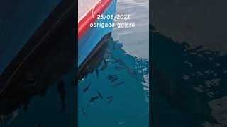 Ilha do rato  em paraty