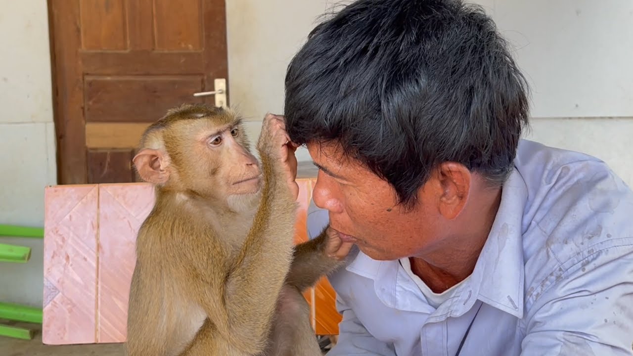 ASMR Adorable Tin Focus Grooming And Catch Grandpa Lice