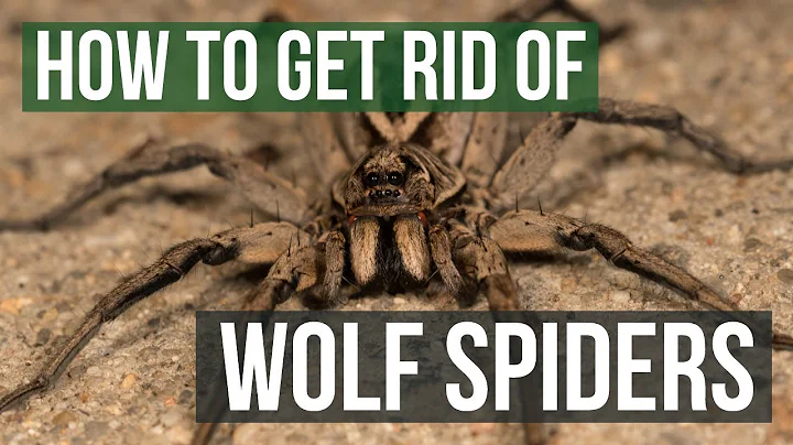 How to Get Rid of Wolf Spiders (4 Easy Steps) - DayDayNews