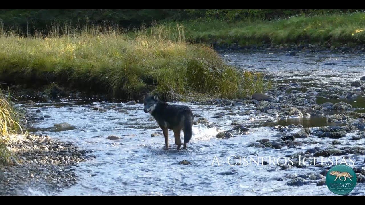 CANIS LUPUS LIGONI (Lobo costero / isleño) 