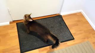 Somali cat eagerly welcomes one of his favourite guests