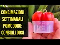 Quanto Concime dare al Pomodoro nell'Orto ogni Settimana