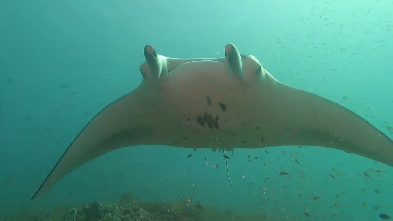 27 Gennaio 2026   Fesdhoo Wreck