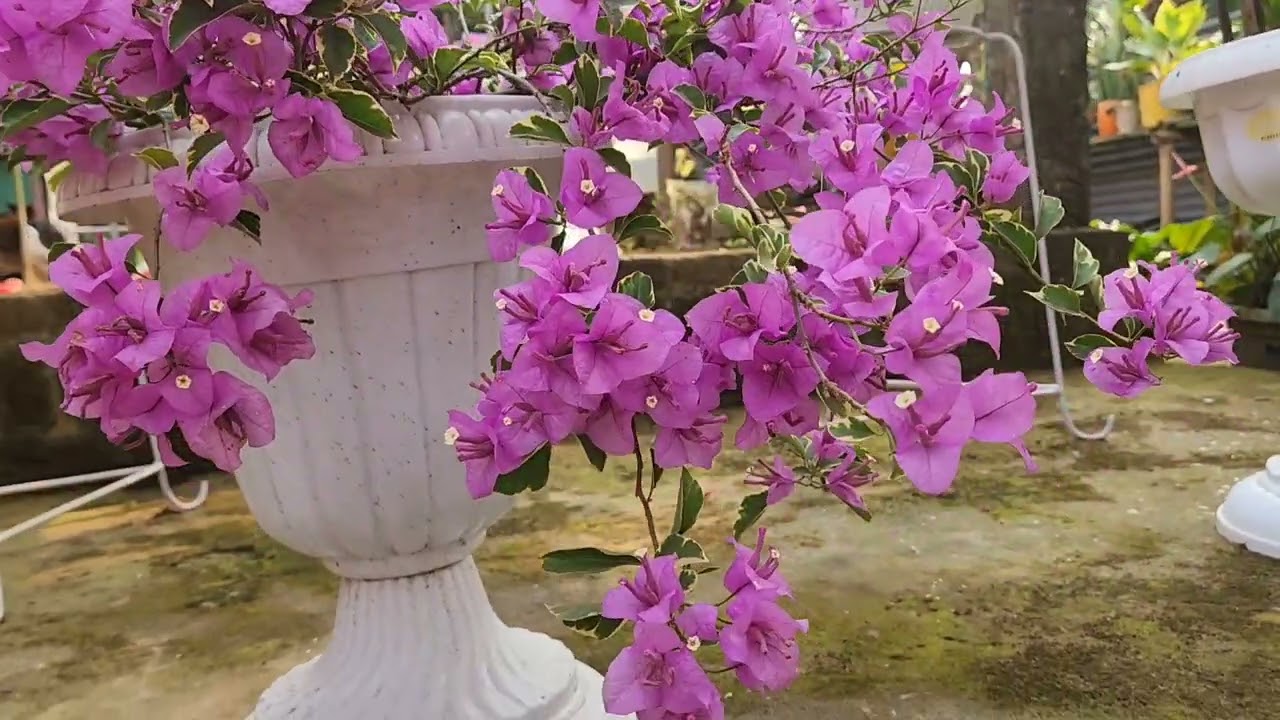 Bougainvillea lovers ♥️