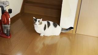 ビビって逃げたのに不服そうにするヘタレな猫
