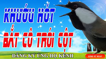 Chim Khướu Hhót giọng Bắt Cô Trói Cột - Khướu già rừng hót nhiều giọng hay kích bổi