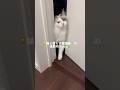 😾猫と暮らす看護師💉の夜勤明けvlog🍀