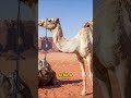 The Unwritten Chapter of the Camel 🐪 🤯 #AnimalFacts #NatureSecrets #DesertLife