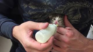 Кормление котят. Котята Ряженки Кормление котят. Котята Ряженки