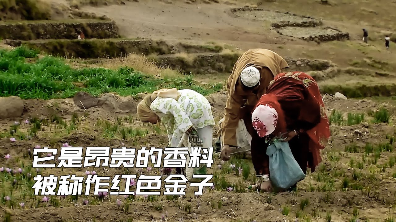 海底一万米！青岛是如何又叒打破世界纪录的？| Ten thousand meters under the sea! How Qingdao broke the world record again？