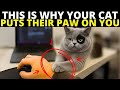 If Your Cat Puts Their Paw on You, They're Trying To Tell You This...