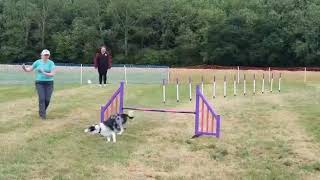 Kelluki agility 26 July 2020 (disaster)