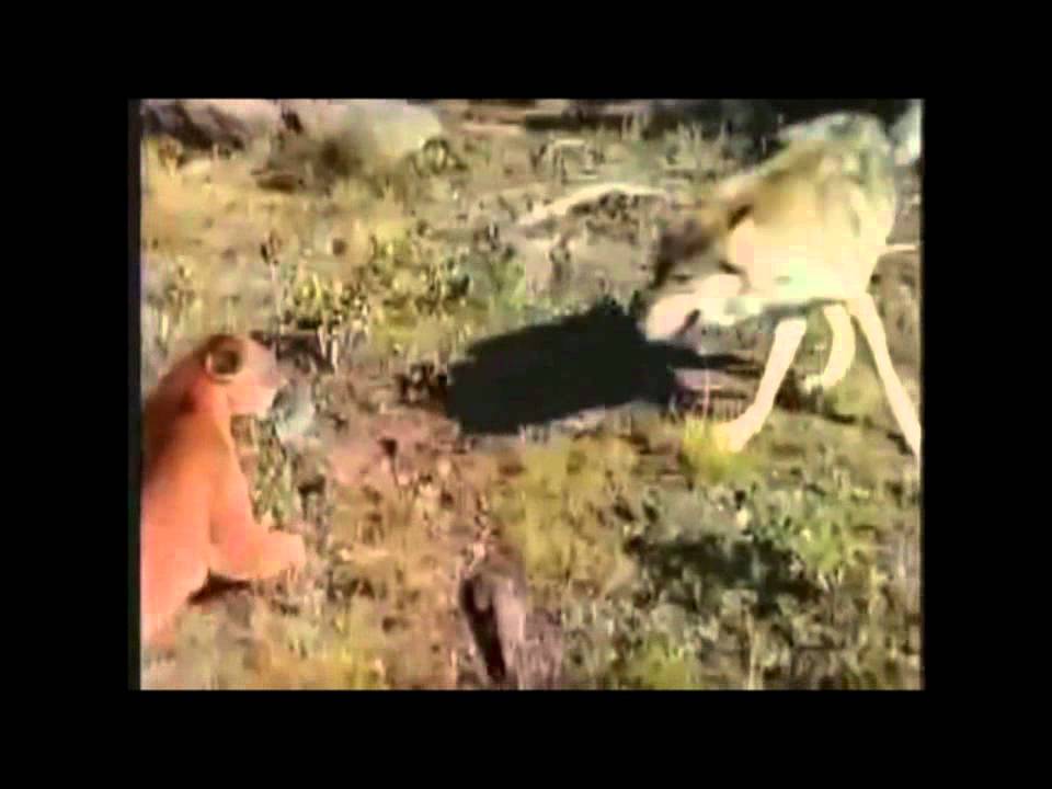 puma vs loup