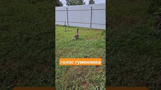 Голос гуся гуменника