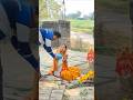 jay mata di 👣🙏 mata rani ki mahima #shorts #shortvideo #status #viralvideo #viralshorts #matarani