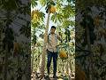 papaya harvesting