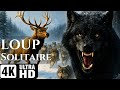 LOUP ALPHA : La Véritable Nature du Chef de Meute 🐺