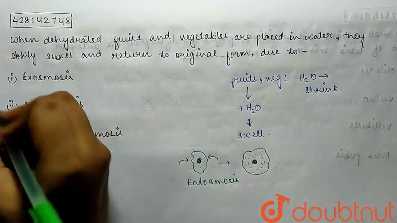 When dehydrated fruits and vegetables are placed in water, they slowly
