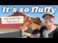 Feeding Fluffy Highland Cows at Cow Creek Farm | Lakeland FL Farm Tour!
