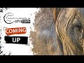 Sights and Sounds of Africam - 06 May 2024