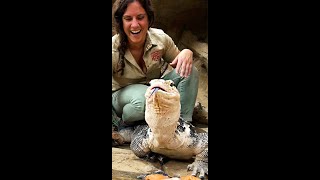 Feeding A Giant Lizard Dragon😳