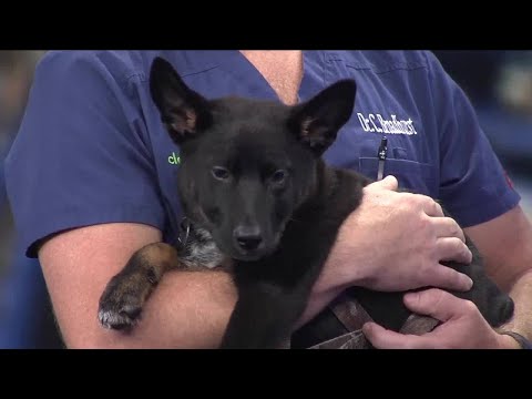 Video: How To Protect Your Dog From Mosquitoes