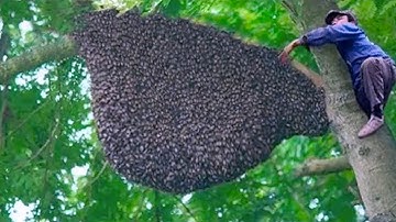 15 Most Amazing Nests In The Animal World