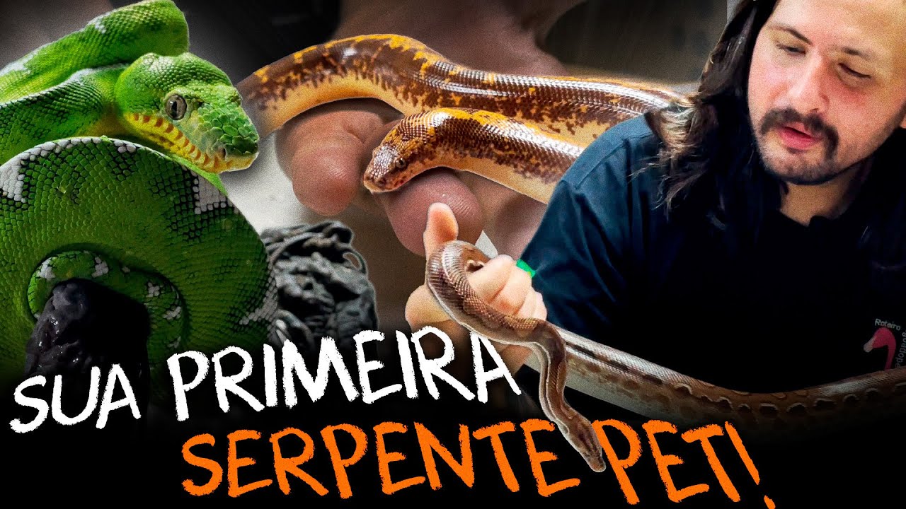QUAL A MELHOR COBRA DE ESTIMAÇÃO PARA INICIANTES E COMO MONTAR O PRIMEIRO TERRÁRIO!