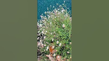 Thumbnail of Flowers by the river #music #natural