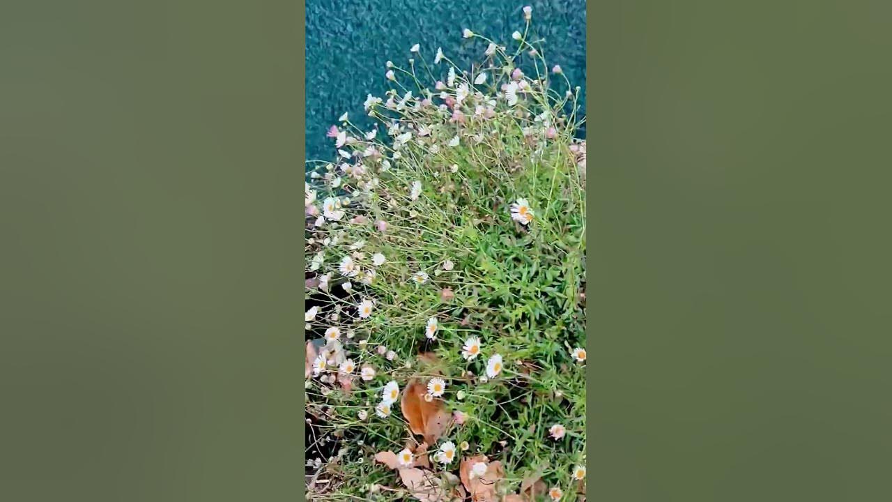 Flowers by the river #music #natural