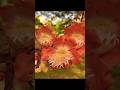 Beautiful flowers ||Top flowers video #trend #flowers #nature #reel #shorts #shortsfeed #trending