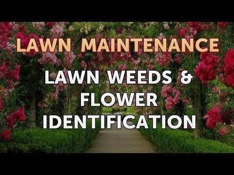 Lawn Weeds Flower Identification Youtube