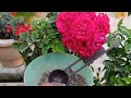 How to Care Button Rose Plants in February|| चाइना गुलाब को फरवरी महीने में कैसे देखभाल करें