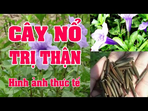 Video Cây Nổ Cây Thuốc Qúy Trị Suy Thận hình ảnh thực tế. - youtube