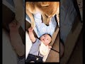 柴犬の手を離したくない生後3ヶ月の赤ちゃん。赤ちゃんを見守る優しい柴犬。#shorts