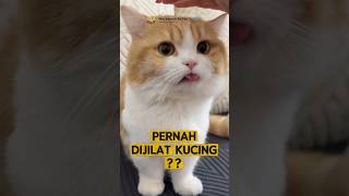Kenapa Lidah Kucing Kasar Kayak Amplas?🧐