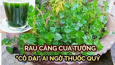 Chỉ 1 nắm RAU CÀNG CUA trị dứt điểm bệnh Tiểu Đường, Đau Lưng Nhức Mỏi - Công Dụng Rau Càng Cua/ÂTTG