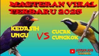 MASTERAN VIRAL TERBARU??? KEDASIH UNGU VS CUCAK CUNGKOK #masteranmuraibatu #masterancucakijo